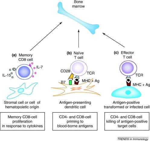 Bone Broth and the Immune System